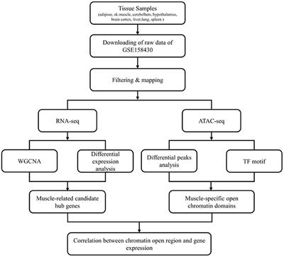 Integration of RNA-seq and ATAC-seq identifies muscle-regulated hub genes in cattle